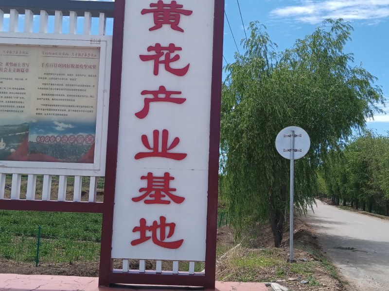 产地热销【黄花菜】山西万亩黄花基地。宋姐采摘直销！