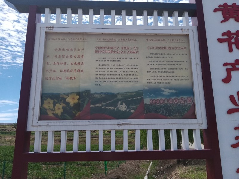 产地热销【黄花菜】山西万亩黄花基地。宋姐采摘直销！