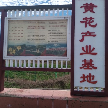 产地热销【黄花菜】山西万亩黄花基地。宋姐采摘直销！