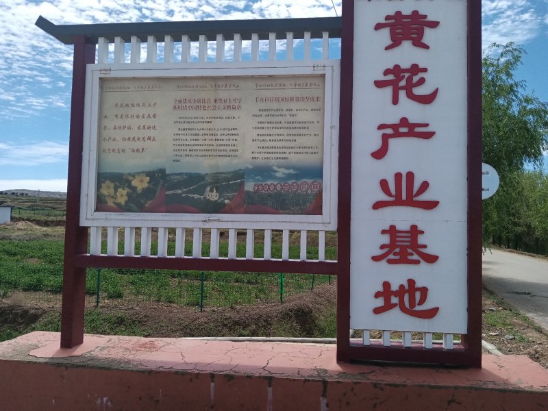 产地热销【黄花菜】山西万亩黄花基地。宋姐采摘直销！