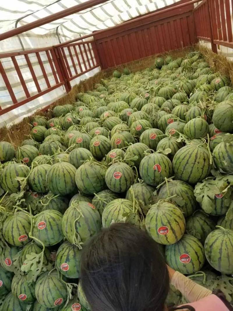 《精品》陕西蒲城大甜王，产地直供，质量保证，欢迎采购