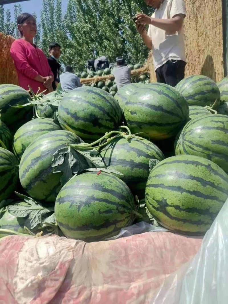 《精品》陕西蒲城大甜王，产地直供，质量保证，欢迎采购