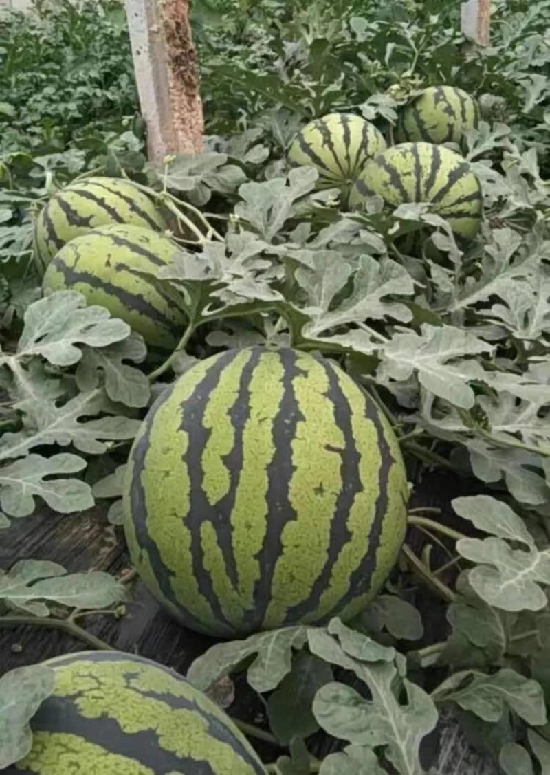 《精品》陕西蒲城大甜王，产地直供，质量保证，欢迎采购