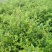 藤茶张家界莓茶龙须芽尖一手货源茶支持一件代发