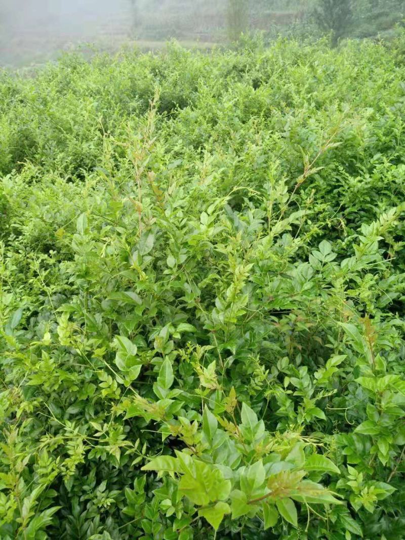 藤茶张家界莓茶龙须芽尖一手货源茶支持一件代发