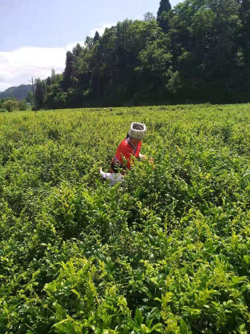 藤茶张家界莓茶龙须芽尖一手货源茶支持一件代发