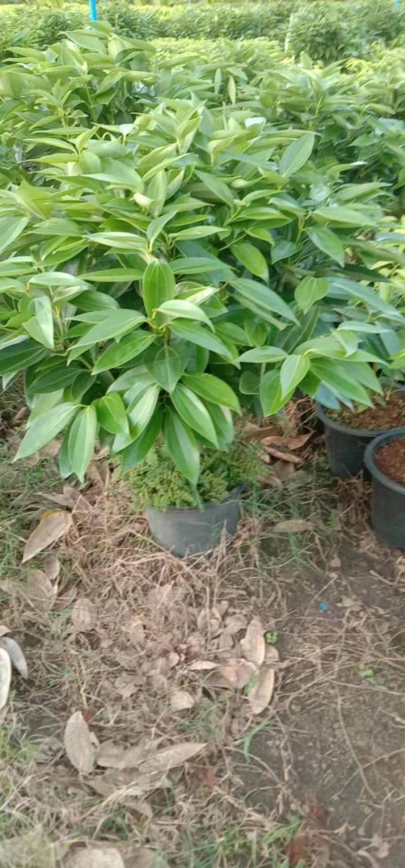 又到一年平安树季大量上市准A货需要的老板+