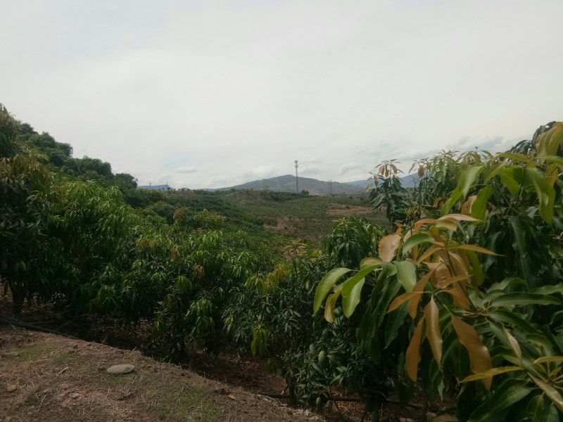 盛夏鲜果，华坪芒果~椰香芒（鸡蛋芒），果中奶味，持久弥香
