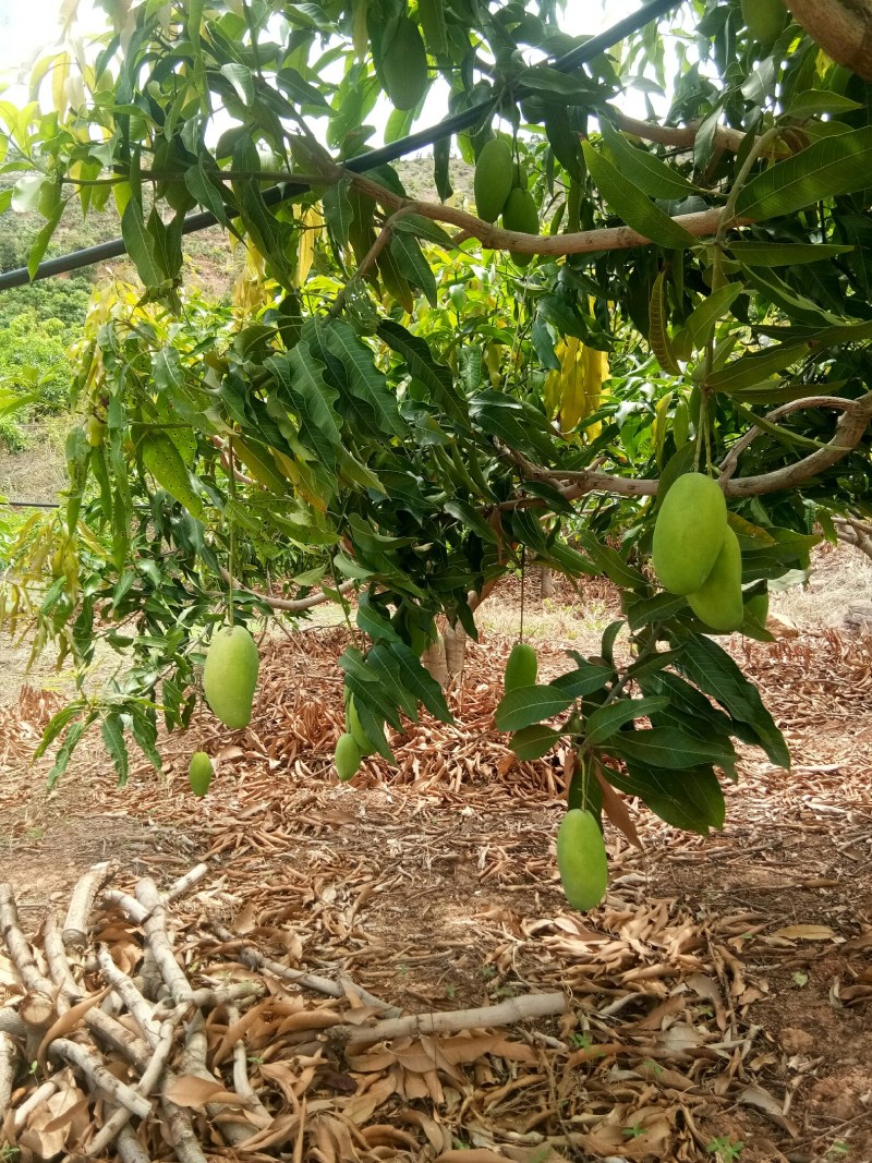 盛夏鲜果，华坪芒果~椰香芒（鸡蛋芒），果中奶味，持久弥香