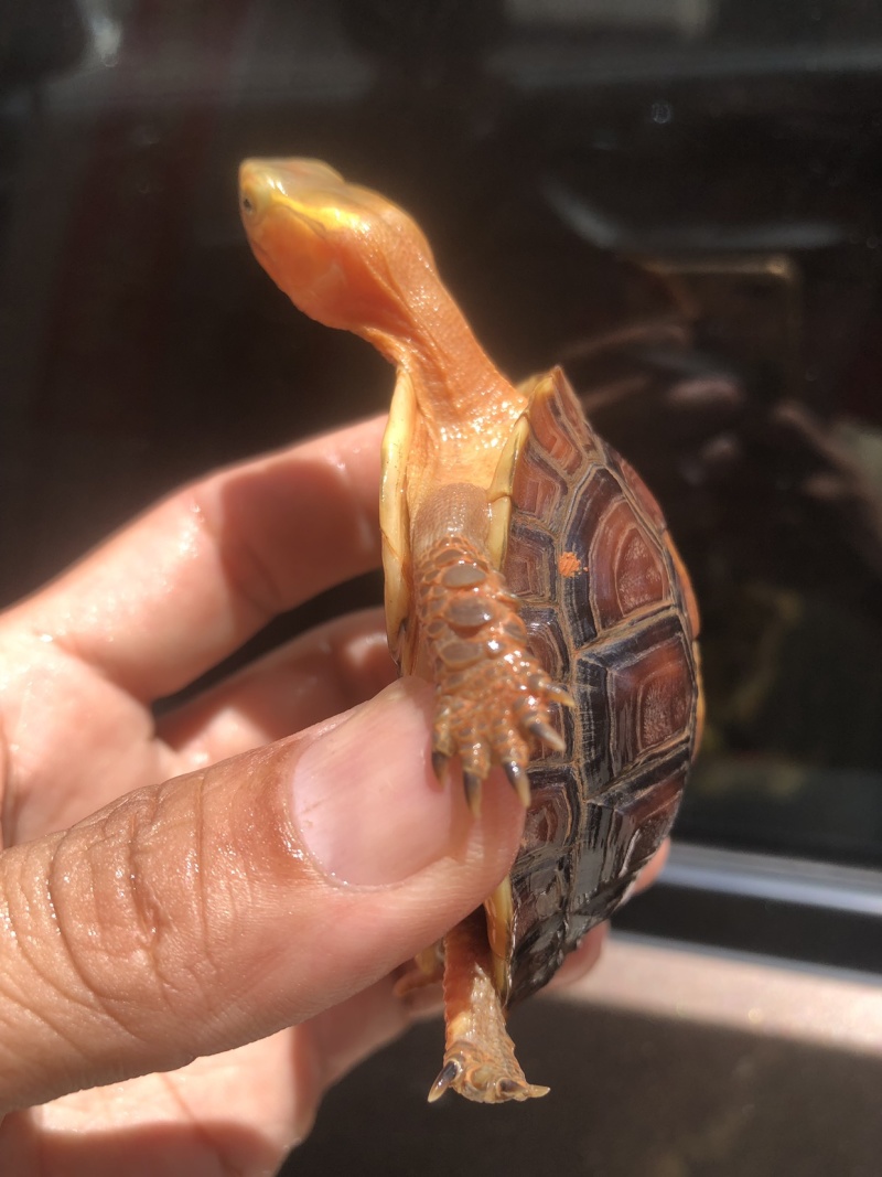 血红安缘
