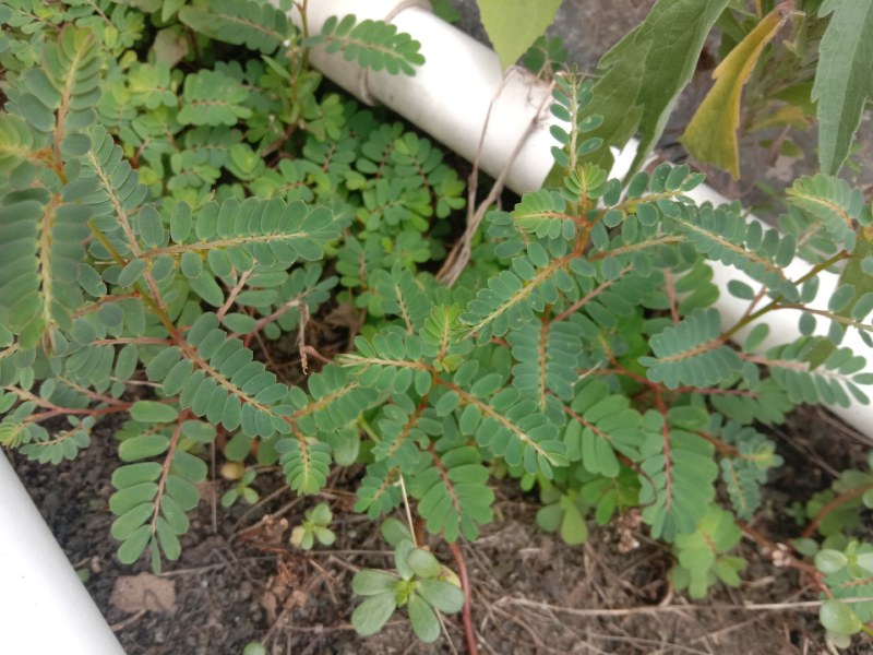 叶下珠，珍珠草，中草药珍珠草，疳积草。春来冬去。