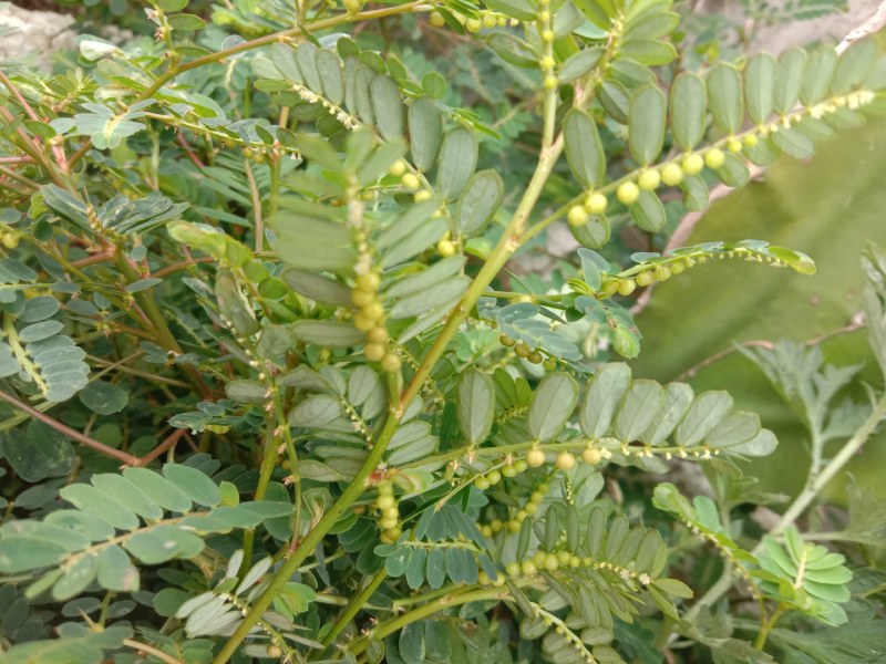 叶下珠，珍珠草，中草药珍珠草，疳积草。春来冬去。