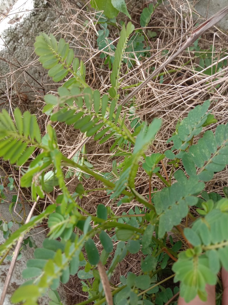 叶下珠，珍珠草，中草药珍珠草，疳积草。春来冬去。