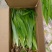 原野生兰鸢尾苗