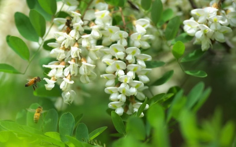 高浓度精品洋槐蜜槐花蜜自有蜂场直供桶装批发