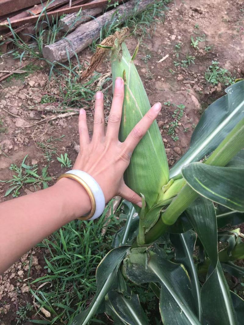 黏玉米