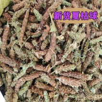 中药材夏枯球夏枯花新货夏枯穗全国发货