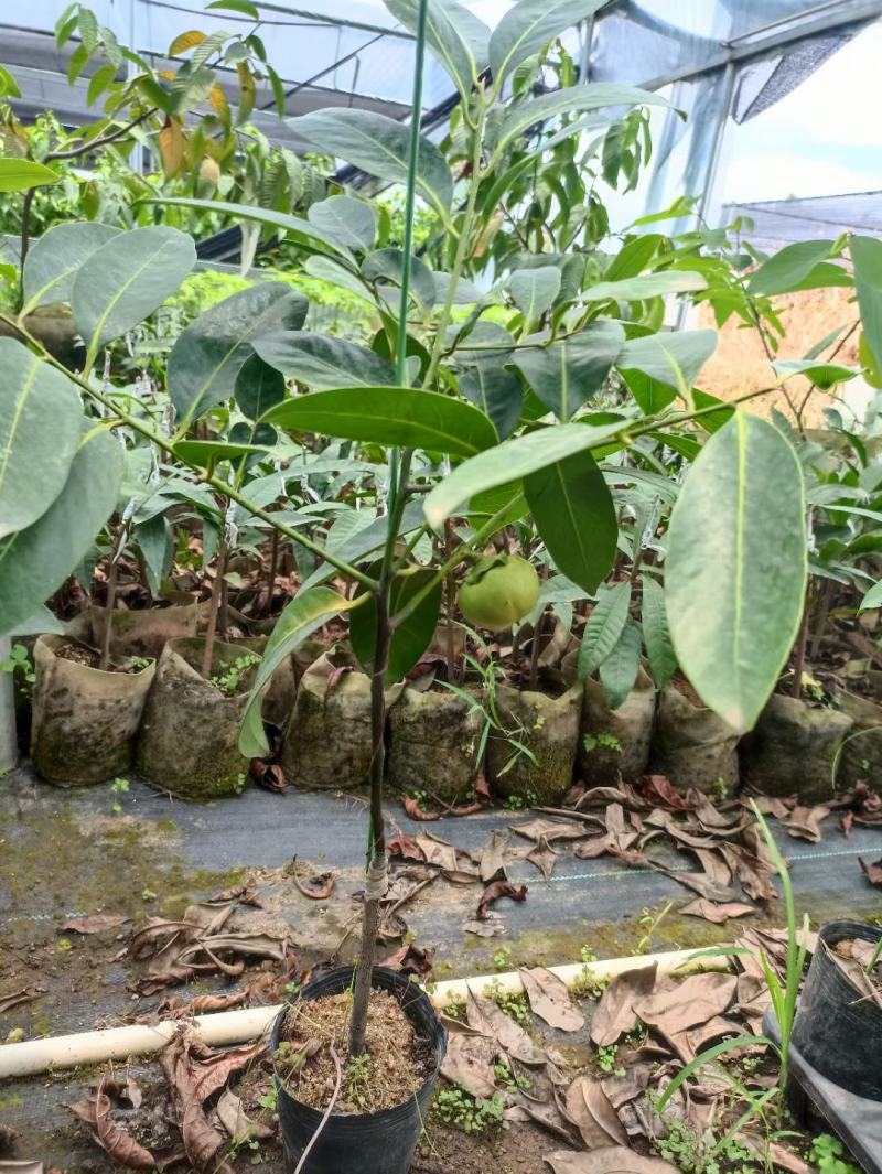 四季巧克力布丁黑柿树苗南北方种植适合庭院盆栽杯苗发货
