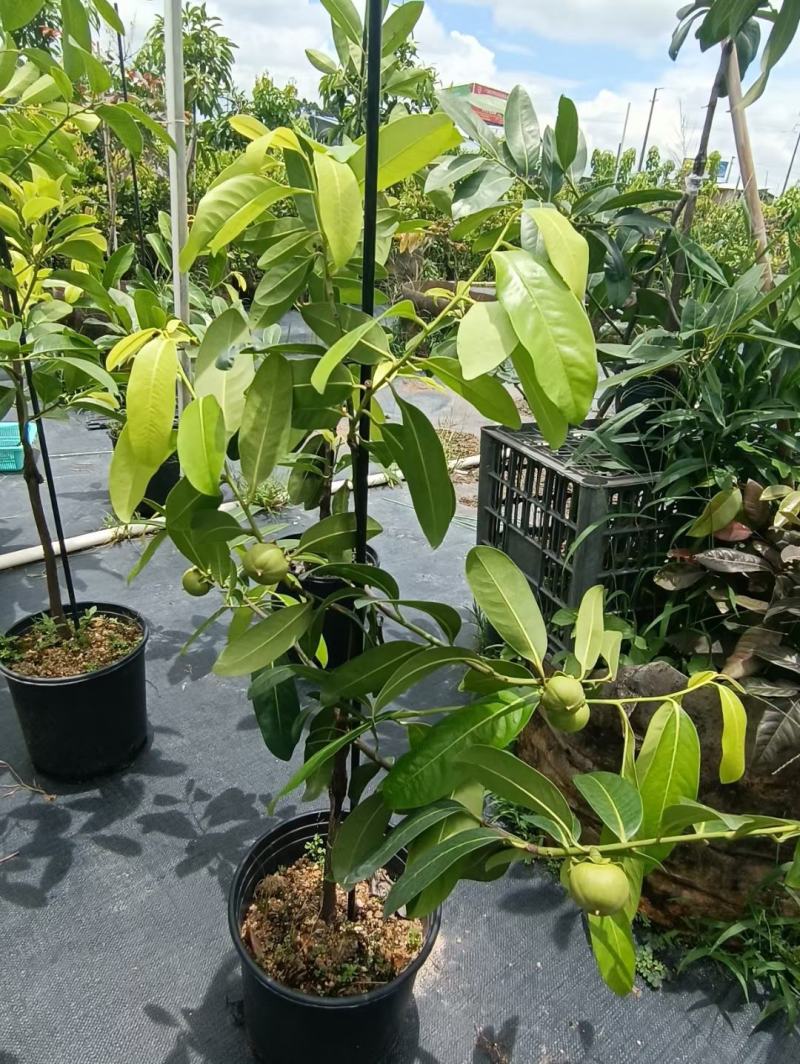 四季巧克力布丁黑柿树苗南北方种植适合庭院盆栽杯苗发货