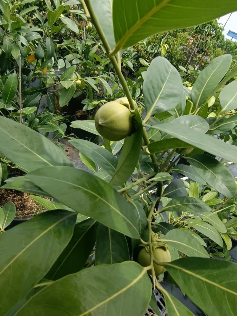 四季巧克力布丁黑柿树苗南北方种植适合庭院盆栽杯苗发货