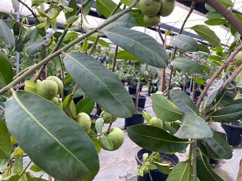 四季巧克力布丁黑柿树苗南北方种植适合庭院盆栽杯苗发货