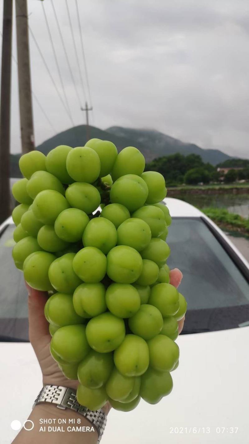阳光玫瑰