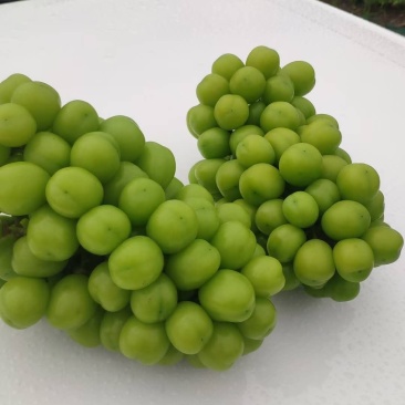 阳光玫瑰