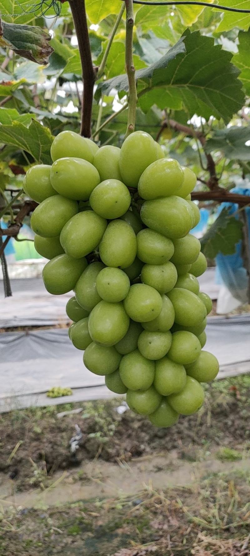阳光玫瑰