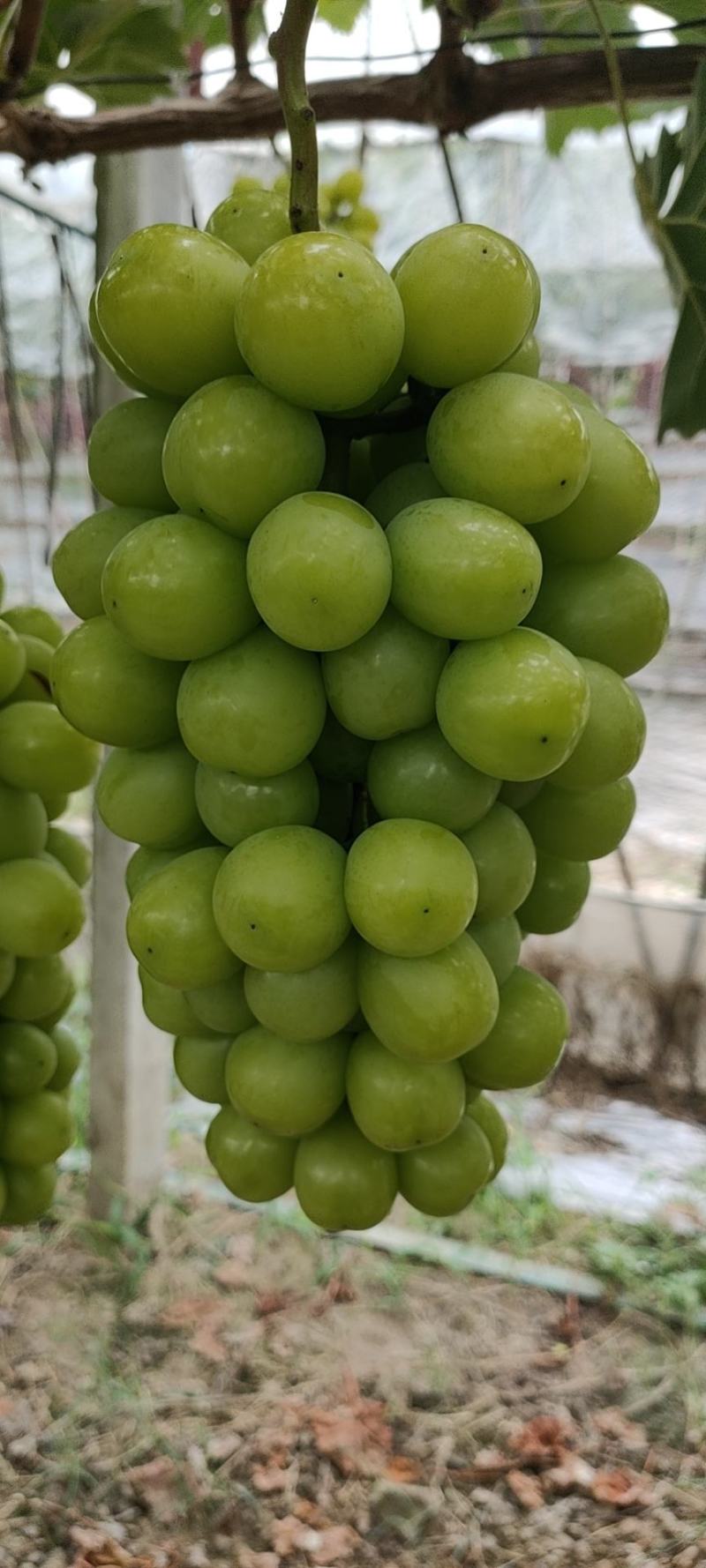 阳光玫瑰