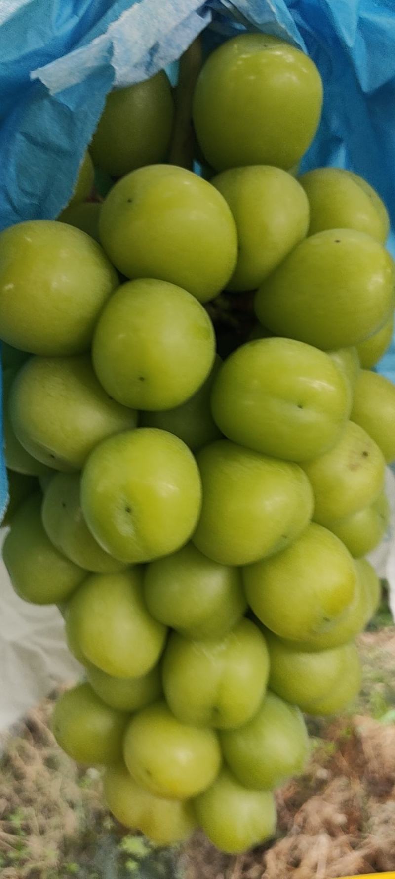 阳光玫瑰