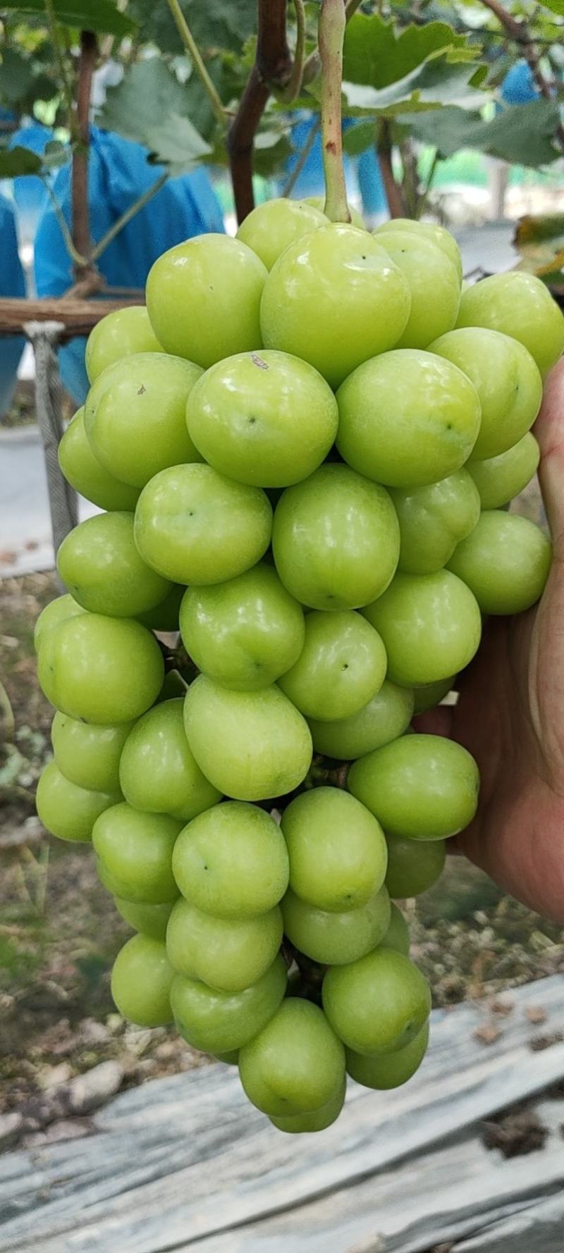 阳光玫瑰