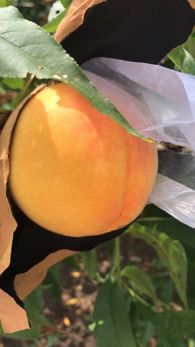 黄桃黄金蜜