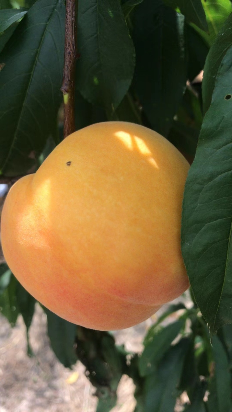 黄桃黄金蜜