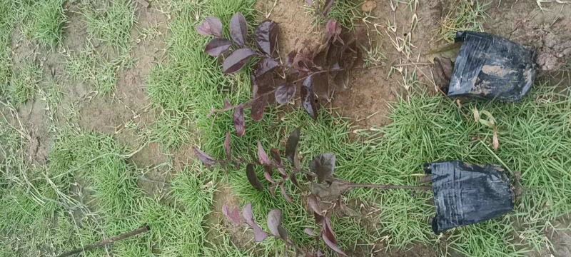 红继木杯苗