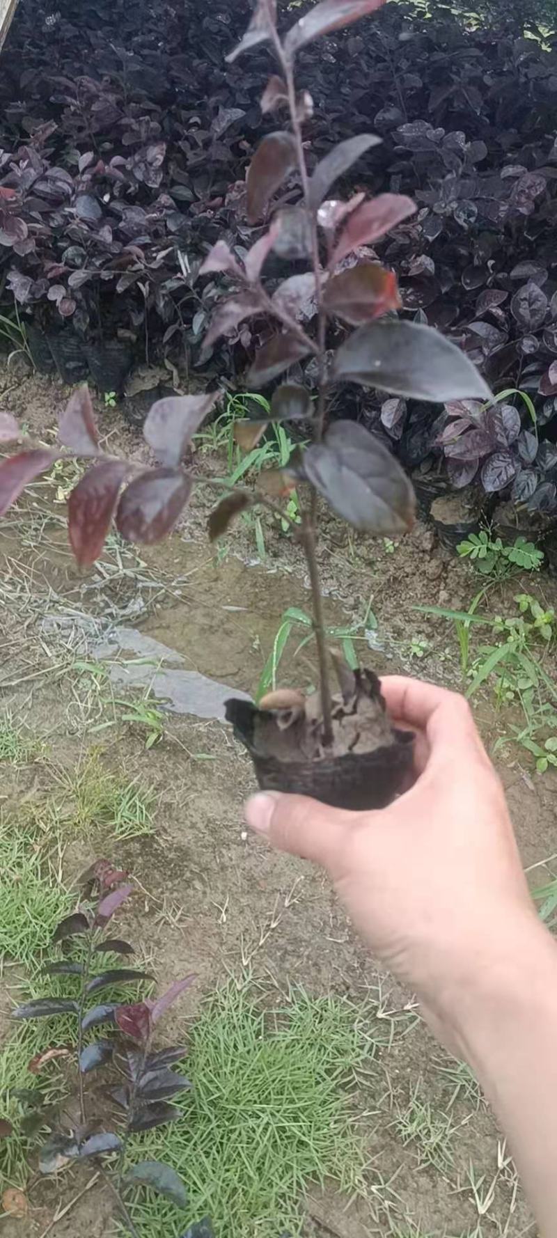 红继木杯苗
