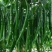 木质酸膨大拉长直专业膨大拉长，效果普通肥料无法比拟达到