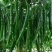 木质酸膨大拉长直专业膨大拉长，效果普通肥料无法比拟达到