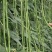 木质酸膨大拉长直专业膨大拉长，效果普通肥料无法比拟达到