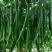 木质酸膨大拉长直专业膨大拉长，效果普通肥料无法比拟达到