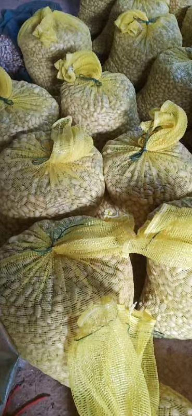 菠萝蜜种子新鲜发芽率高