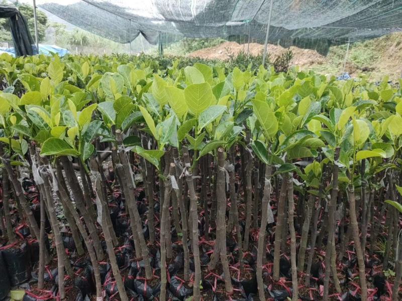 菠萝蜜种子新鲜发芽率高