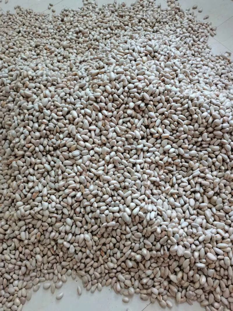 菠萝蜜种子新鲜发芽率高