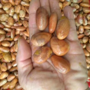 菠萝蜜种子新鲜发芽率高