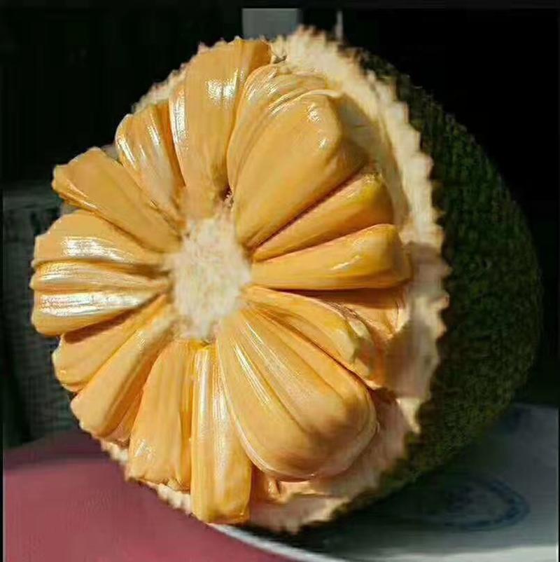 菠萝蜜种子新鲜发芽率高