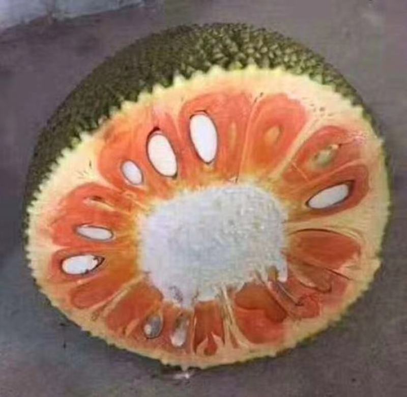 菠萝蜜种子新鲜发芽率高