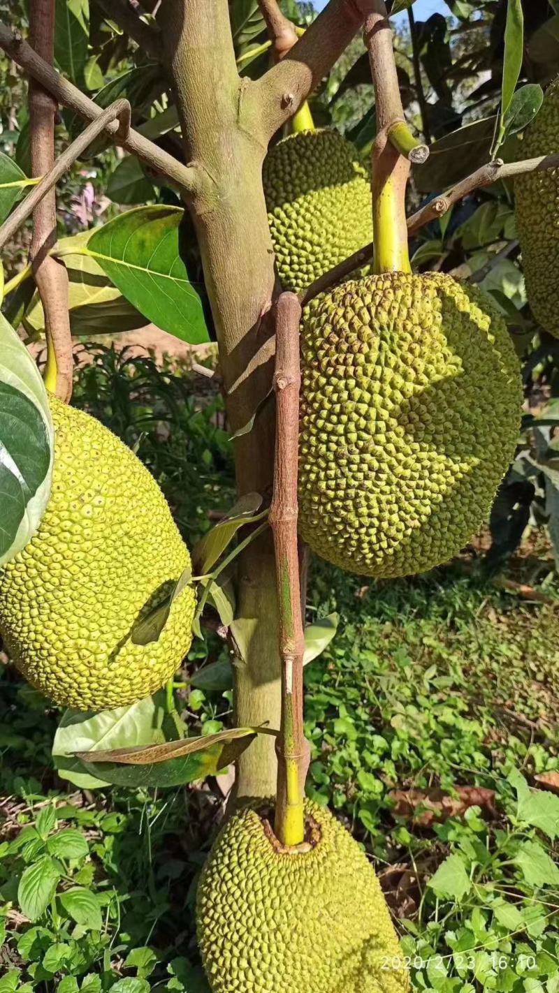 菠萝蜜种子新鲜发芽率高