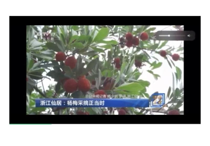 杨梅