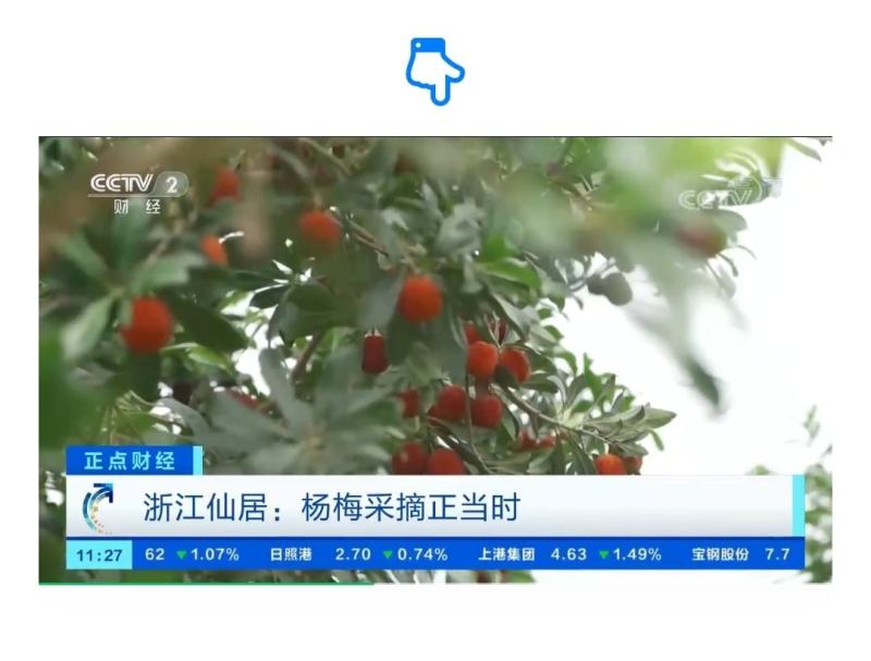 杨梅