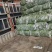 5月到11月薄皮二荆条批发