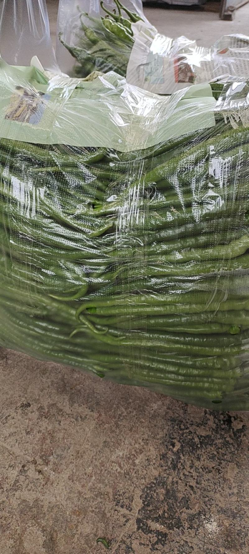 5月到11月薄皮二荆条批发